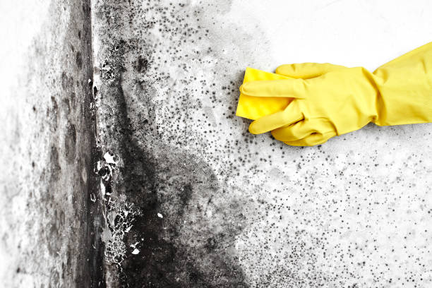 Best Emergency Mold Removal  in Mabscott, WV