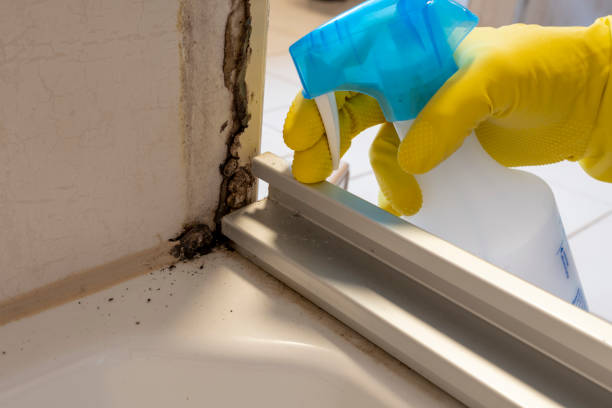 Best Best Mold Removal Companies  in Mabscott, WV