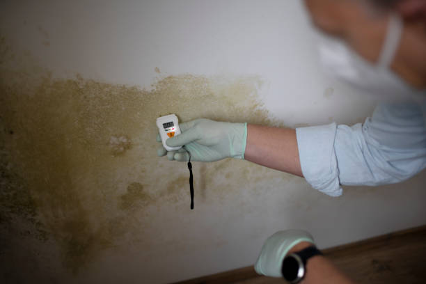 Best Commercial Mold Removal  in Mabscott, WV