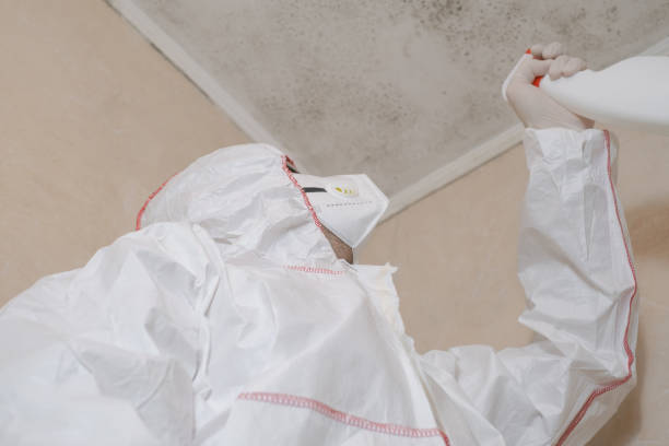 Best Best Mold Removal Companies  in Mabscott, WV