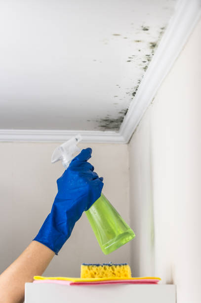 Best Certified Mold Removal  in Mabscott, WV