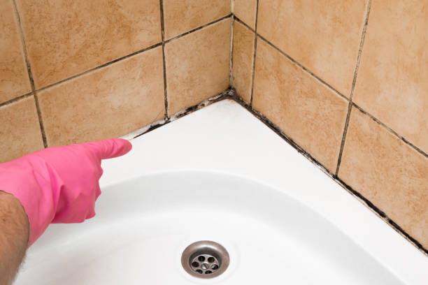 Best Local Mold Removal Service  in Mabscott, WV